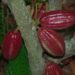 Rehabilitación de cultivos de cacao en Tumaco: un compromiso con el desarrollo sostenible
